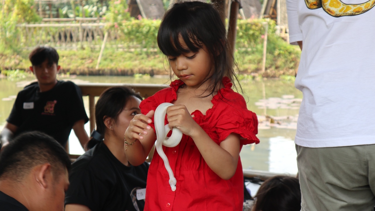 Tren Pelihara Ular Meningkat, Ball Python Jadi Pilihan Utama Pemula