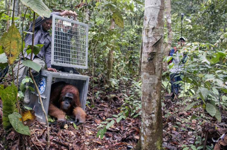 Hari Satwa Liar Sedunia, 7 Orang Utan Dilepasliarkan di Hutan Kalimantan
