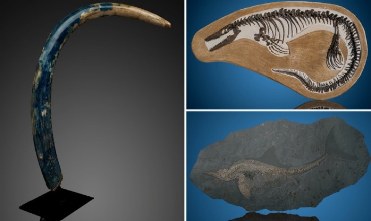 Gading Mammoth Langka Berwarna Biru Dilelang dengan Harga Fantastis