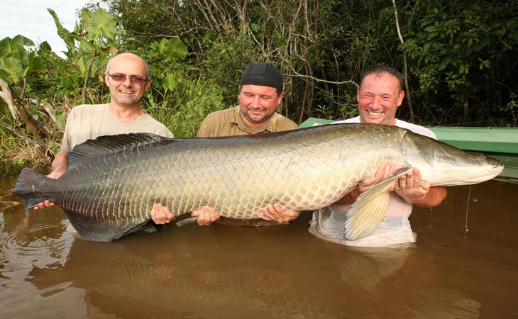 Ikan Arapaima yang ditangkap warga