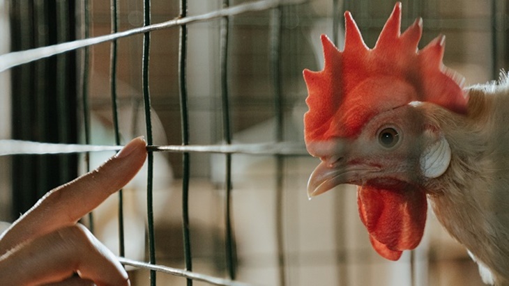 Puluhan Juta Unggas Tewas, AS Pertimbangkan Vaksin Flu Burung