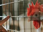 Wabah Flu Burung, Jepang Musnahkan 19 Ribu Ekor Unggas