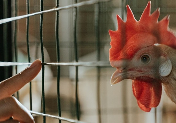 Jerman Dilanda Wabah Flu Burung H5N1, 500 Ribu Unggas Dimusnahkan