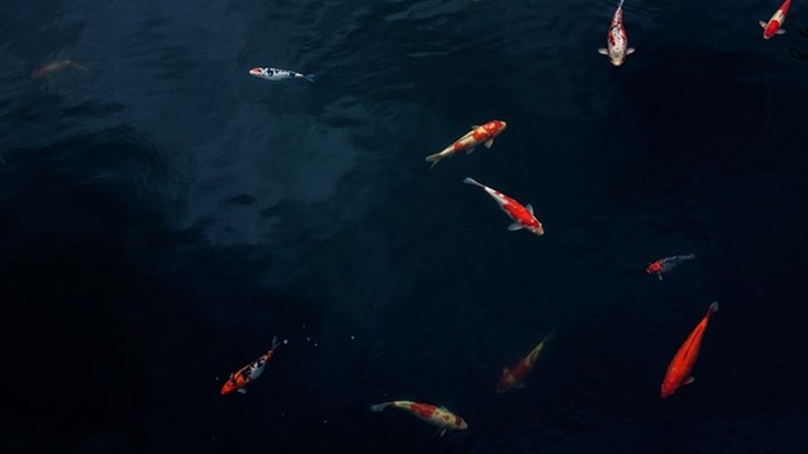 koi