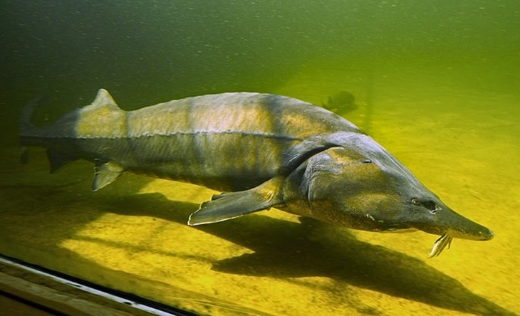ikan