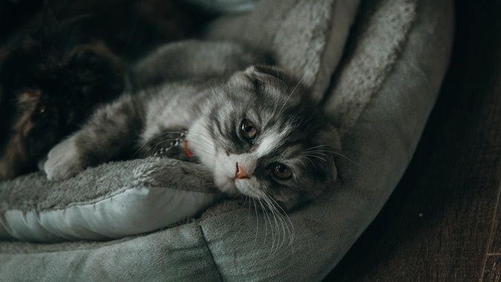 5 Tanda Kucing Depresi