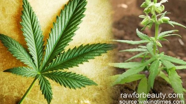 Kongres Meksiko Setujui Penggunaan Ganja untuk Pengobatan