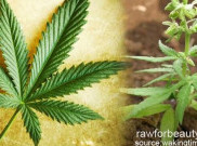 Kongres Meksiko Setujui Penggunaan Ganja untuk Pengobatan