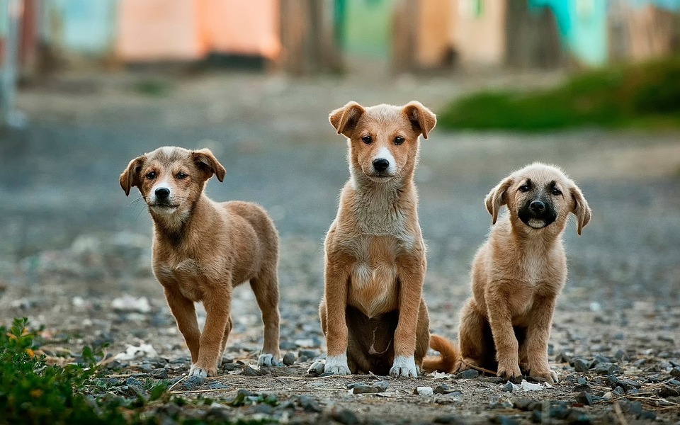 Anjing memiliki kelas dan harga yang berbeda-beda. (Foto: Pixabay/FreePhotos)