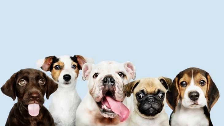 Anjing Ras Banyak yang Inbrida sehingga Tidak Sehat