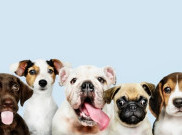 Anjing Ras Banyak yang Inbrida sehingga Tidak Sehat
