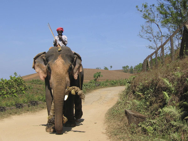 elephant