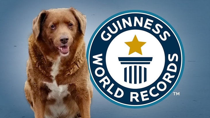 Bobi, Anjing Tertua di Dunia Berusia 30 Tahun