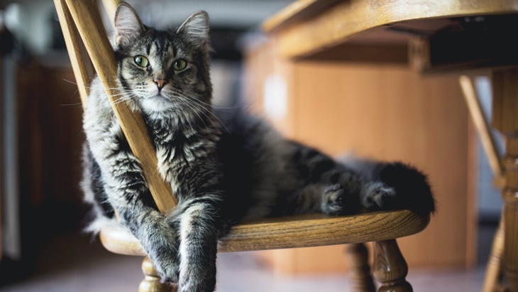 Kalau Pernah Kena COVID-19, Bisa Menularkan ke Kucing