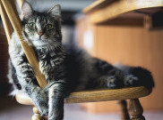 Kalau Pernah Kena COVID-19, Bisa Menularkan ke Kucing