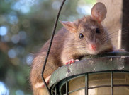 4 Orang Meninggal karena Kencing Tikus di Solo