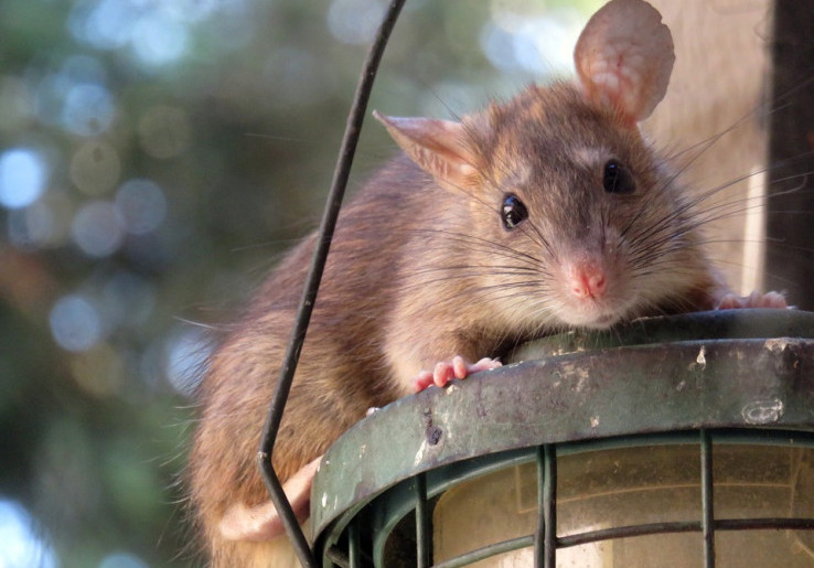 4 Orang Meninggal karena Kencing Tikus di Solo