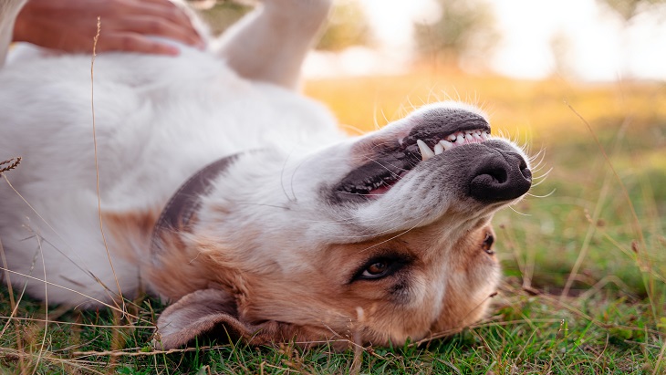 Ini Alasan Anjing Suka Dielus Perutnya