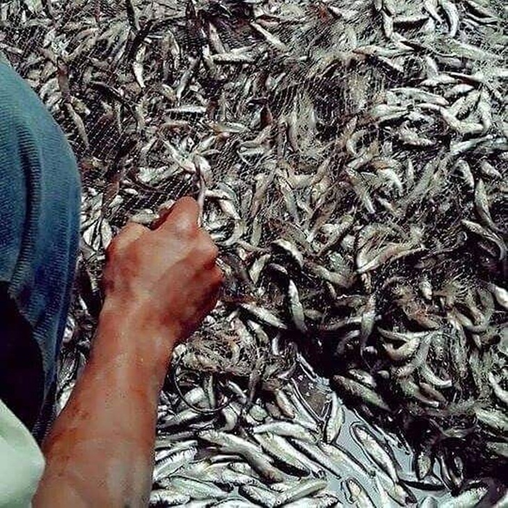 Ikan depik di Danau Laut Tawar. (Foto: instagram.com/jalimin)