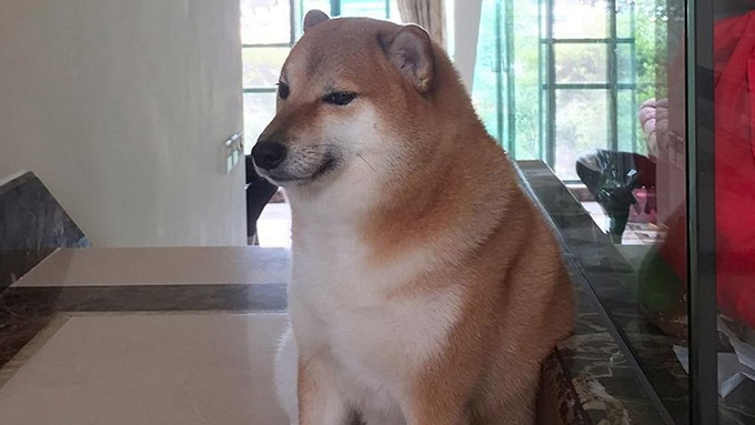 Cheems si Anjing Doge Coin Mati