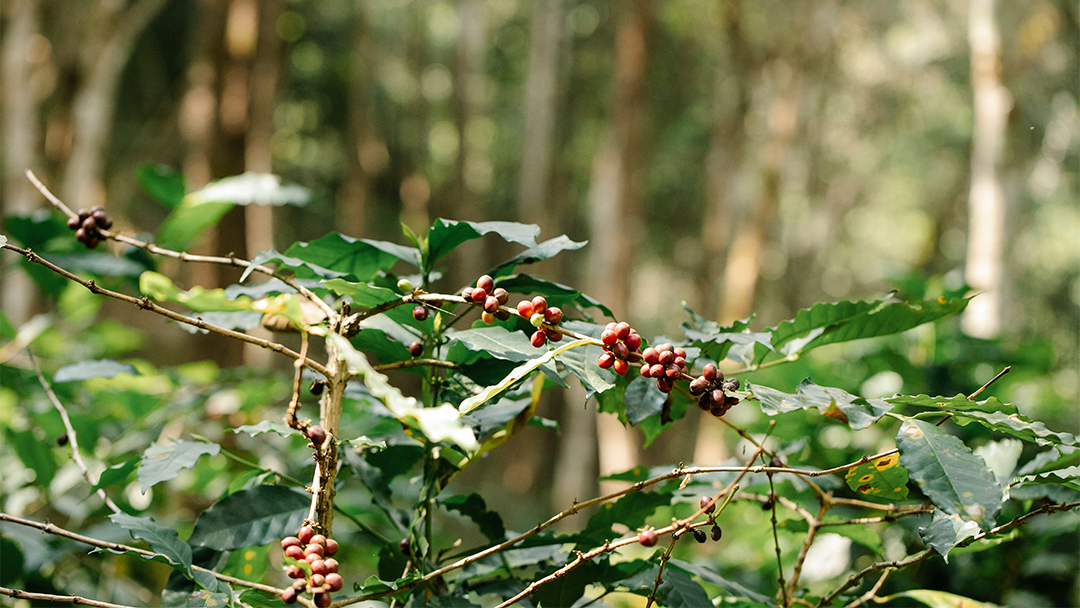 kopi