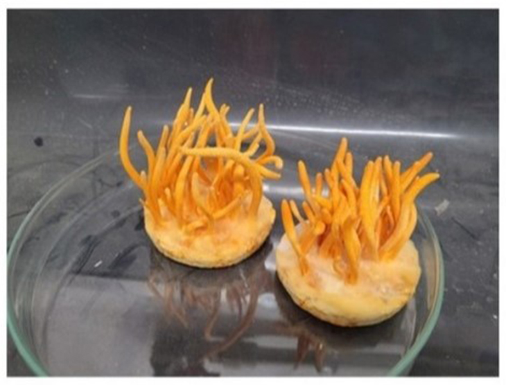 jamur cordyceps