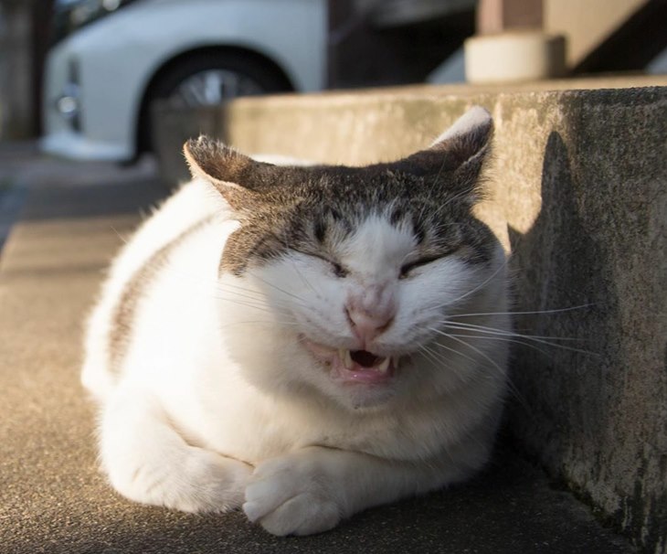 kucing