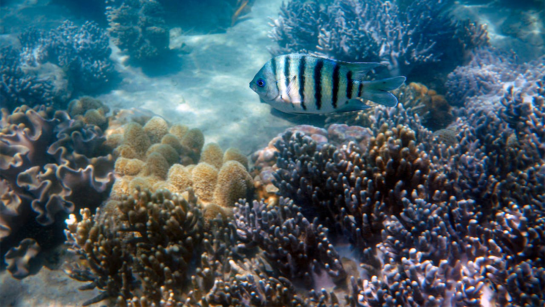 Ilmuwan Australia Usahakan Penyelamatan Great Barrier Reef, Manfaatkan AI untuk Kebaikan