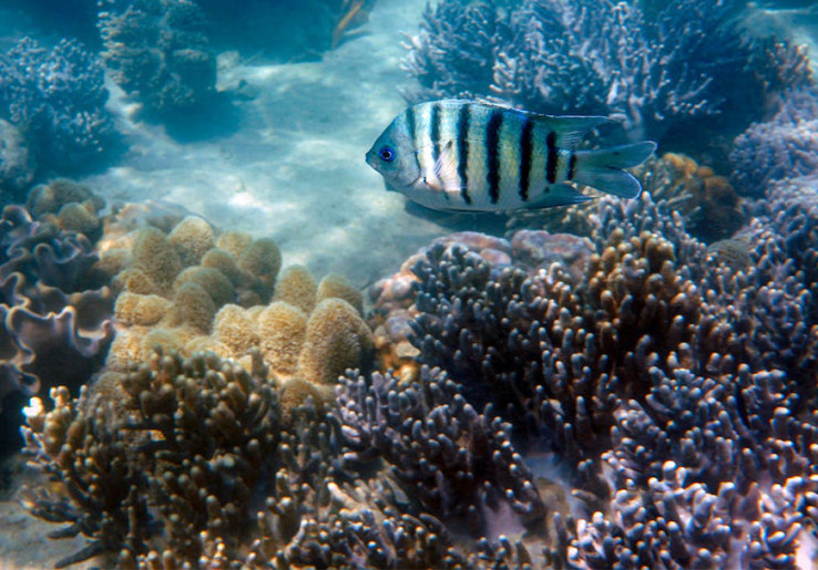 Ilmuwan Australia Usahakan Penyelamatan Great Barrier Reef, Manfaatkan AI untuk Kebaikan