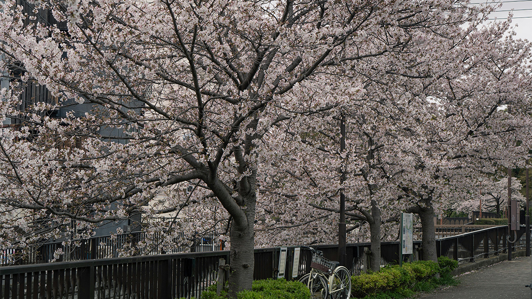 Teknologi AI Jadi Solusi Deteksi Risiko Tumbang Pohon Sakura Tua di Jepang