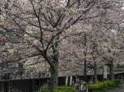 Pohon Sakura Menua di Tokyo, Bertumbangan kala Musim Berbunga