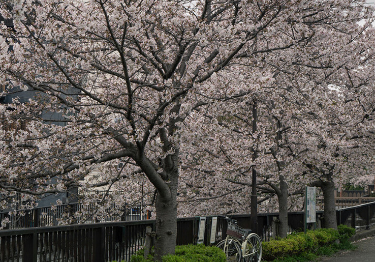 Pohon Sakura Menua di Tokyo, Bertumbangan kala Musim Berbunga