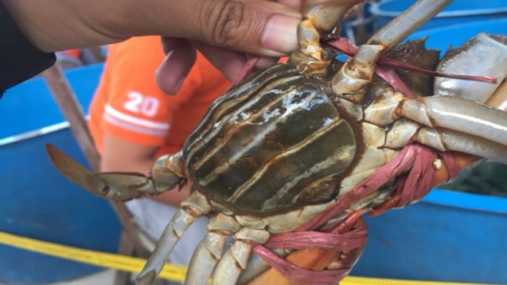 Warga Daerah Ini Setiap Tahun Raup Rp5,43 Miliar dari Kepiting
