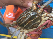 Warga Daerah Ini Setiap Tahun Raup Rp5,43 Miliar dari Kepiting