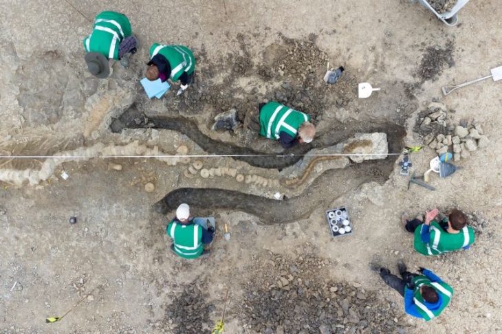 Ichthyosaur ditemukan di Inggris Raya. (Foto: REUTERS/ANGLIAN WATER)