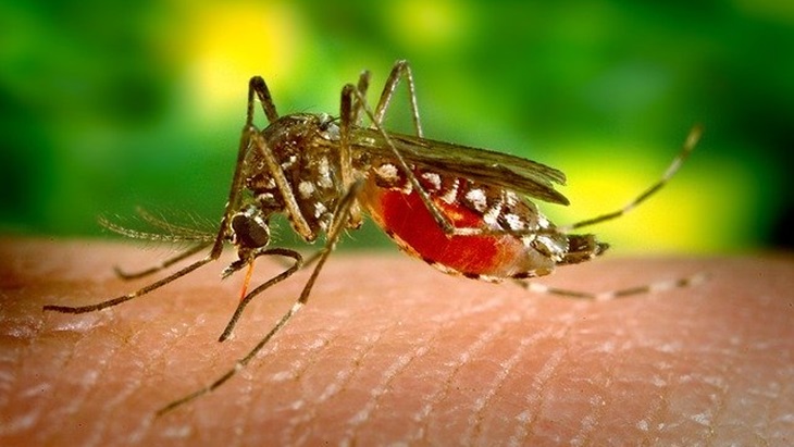 Mudah, Begini Cara Mencegah Penyakit Malaria