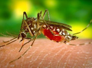 Mudah, Begini Cara Mencegah Penyakit Malaria