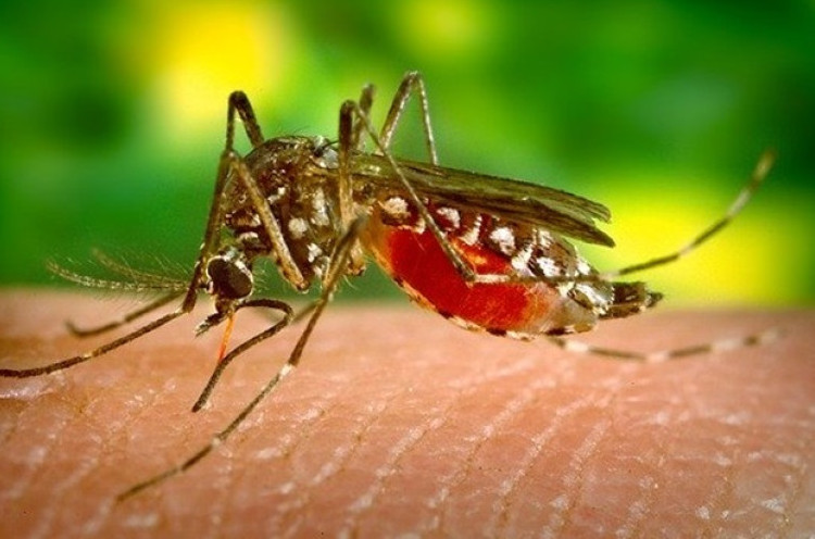 Mudah, Begini Cara Mencegah Penyakit Malaria
