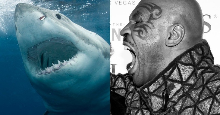 Mike Tyson Berkelahi Melawan Great White Shark, Siapa Pemenangnya?