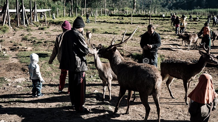 New Normal, Liburan ke Rancaupas Tetap Seru dan Instagramable