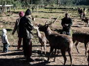 New Normal, Liburan ke Rancaupas Tetap Seru dan Instagramable