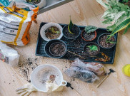 Merawat Kesehatan Fisik dan Mental Lewat Berkebun