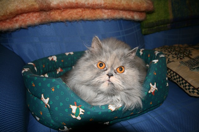 4 Hal Ini Perlu Kamu Siapkan Sebelum Berniat Memelihara Kucing