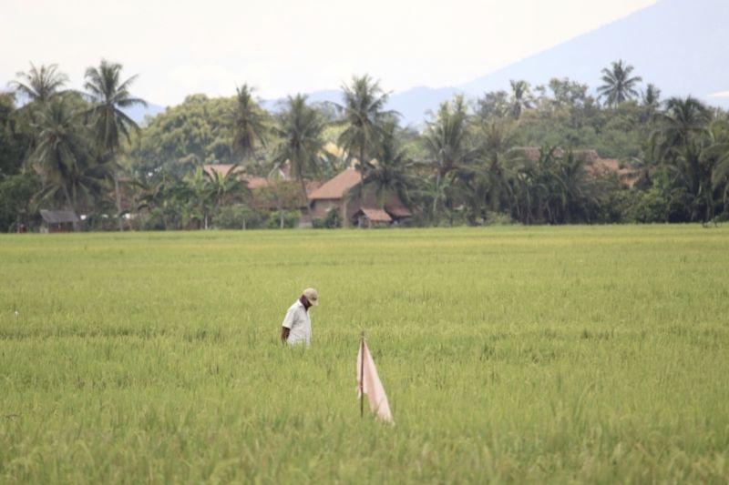 Mitigasi Pemerintah Jaga Stok Beras Saat El Nino