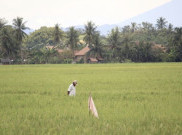 Mitigasi Pemerintah Jaga Stok Beras Saat El Nino