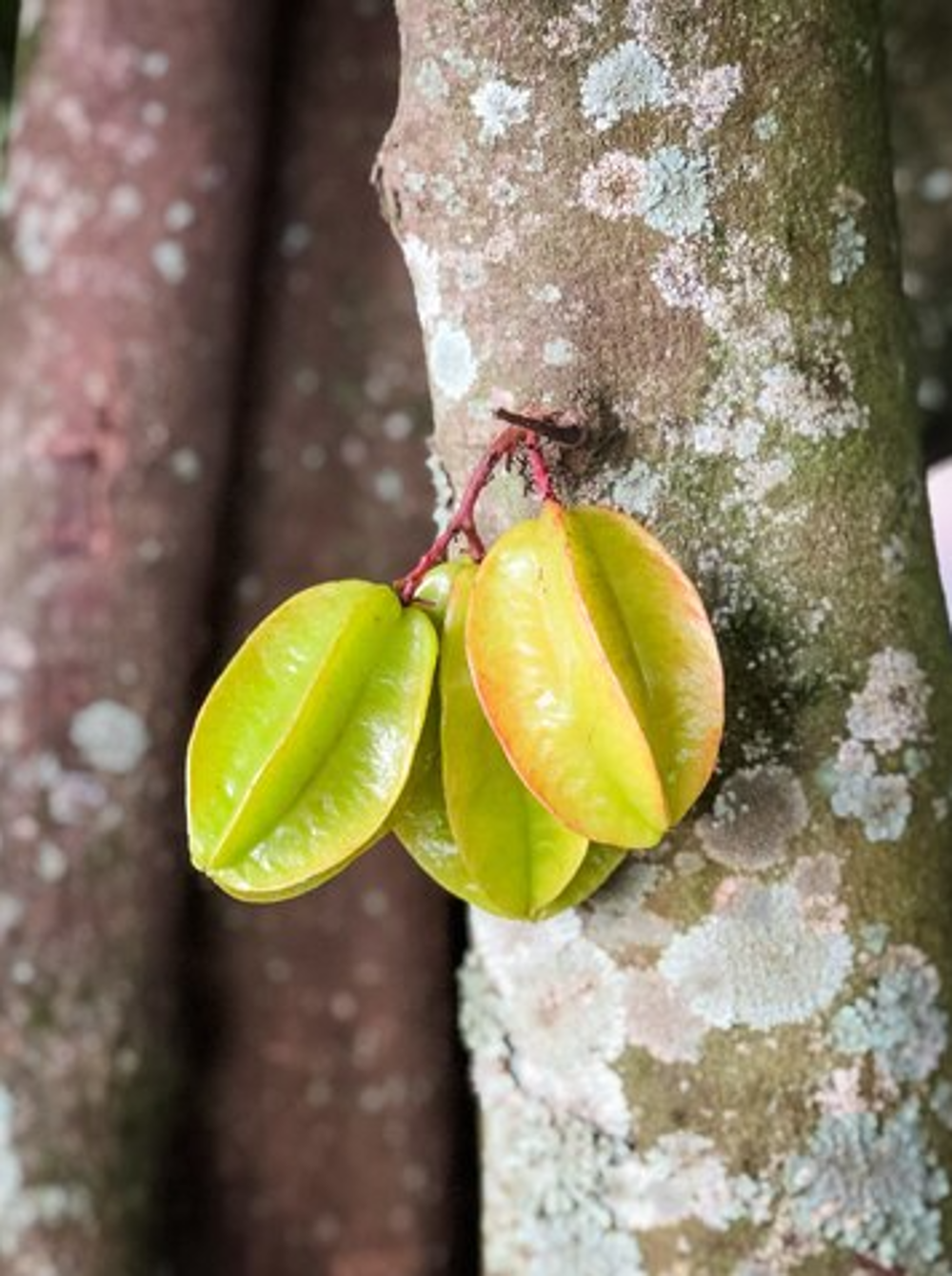 Rahasia Buah Belimbing