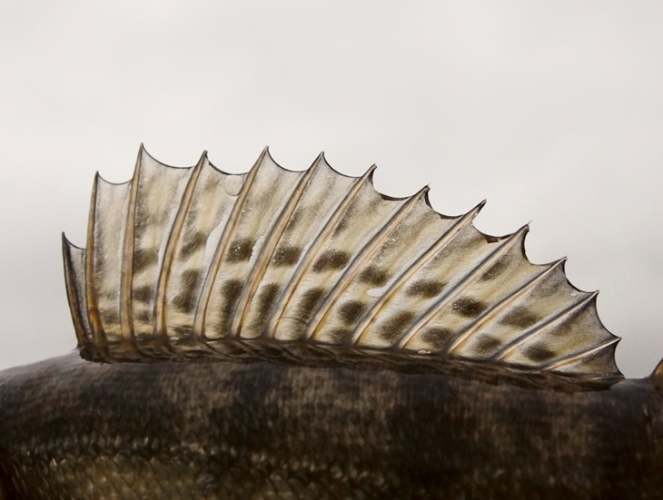 ikan