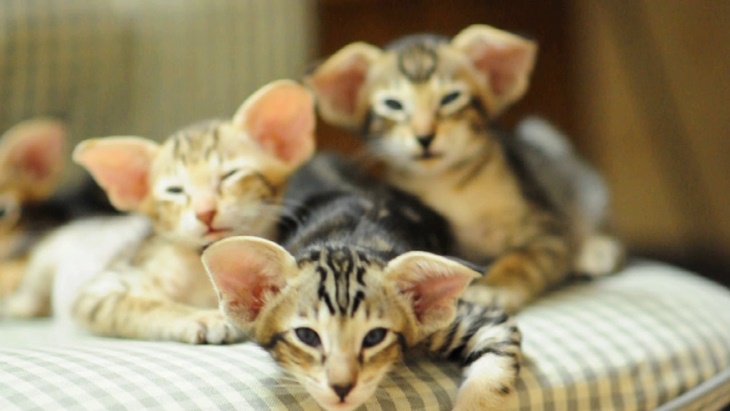 oriental shorthair
