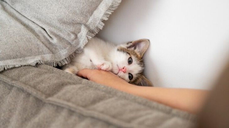 kucing