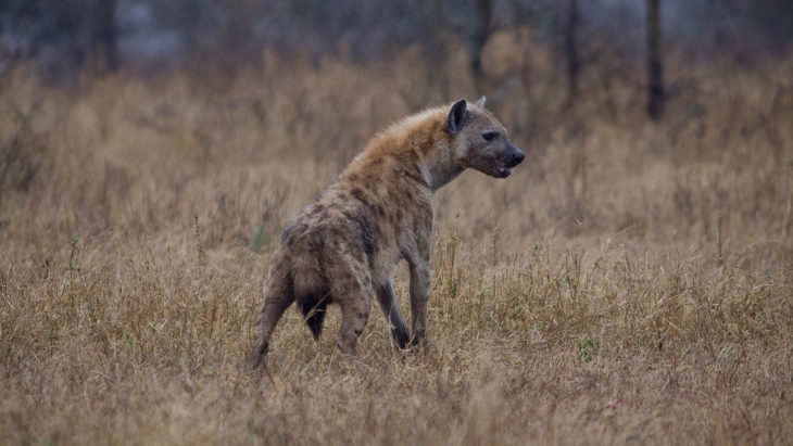 Fakta Hyena, Hewan Antagonis di Film The Lion King